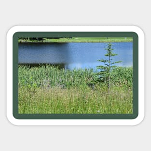 Pond and Tree Landscape, Water and Grass Sticker